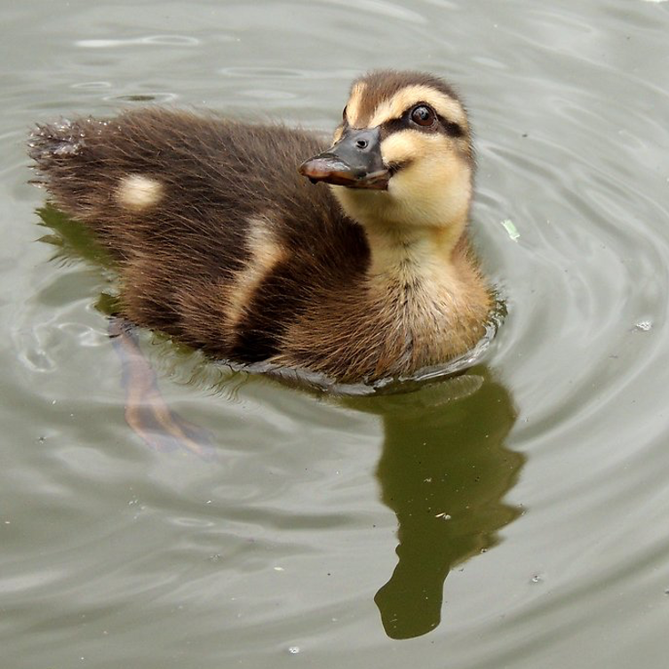a brown and yellow duckling swimming smilingly