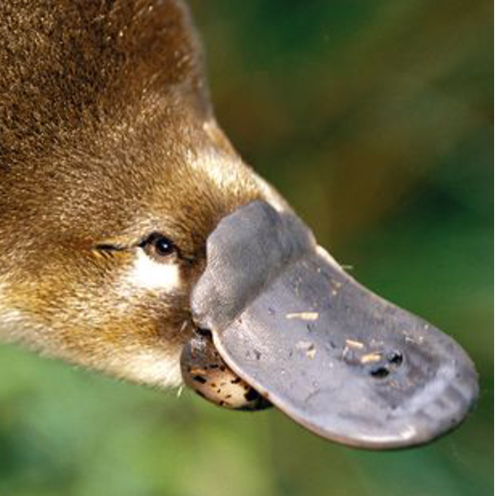 platypus face