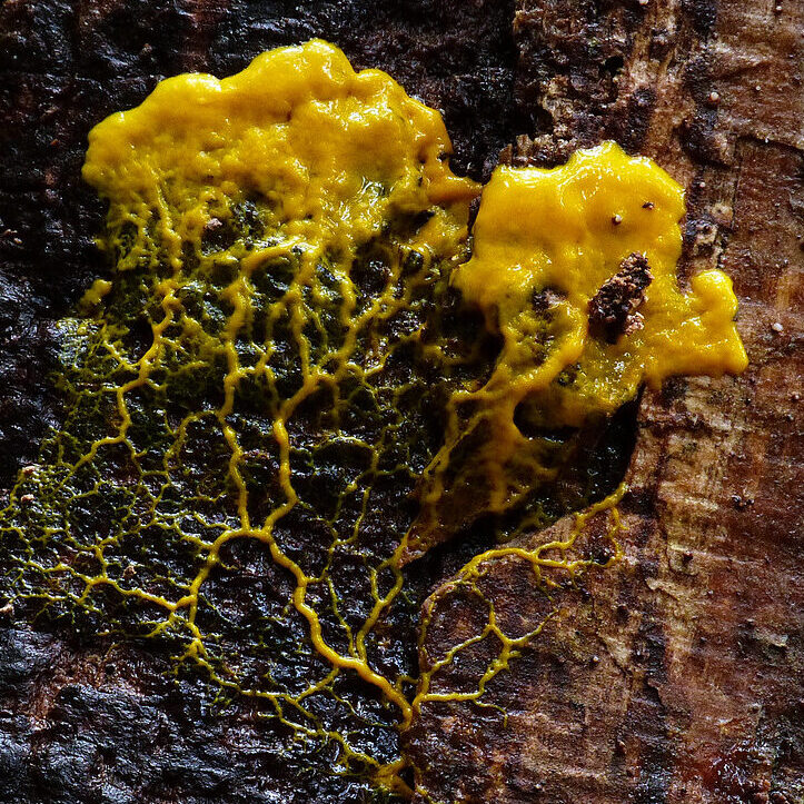 Yellow slime mold on a tree